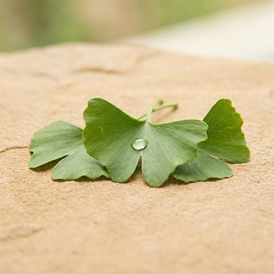 Ginkmedžio (Ginkgo biloba) lapai — Ausen sudedamoji dalis